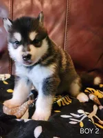 Titan, a male Alaskan Malamute for sale in North Lewisburg, OH – Photo 1 of 7