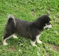 Nami, a female Alaskan Malamute for sale in North Lewisburg, OH – 3 of 6