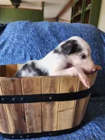 BG 2, a female Borzoi for sale in North Lewisburg, OH – Photo 5 of 6