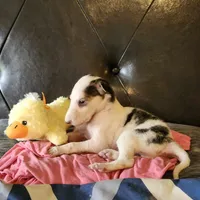 BG 2, a female Borzoi for sale in North Lewisburg, OH – Photo 4 of 6