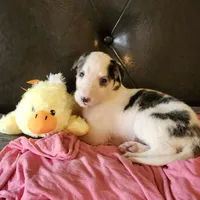BG 2, a female Borzoi for sale in North Lewisburg, OH – Photo 1 of 6