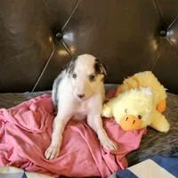 BG 2, a female Borzoi for sale in North Lewisburg, OH – Photo 3 of 6