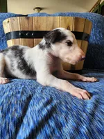 BG 2, a female Borzoi for sale in North Lewisburg, OH – Photo 6 of 6