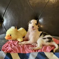 BG 2, a female Borzoi for sale in North Lewisburg, OH – Photo 2 of 6