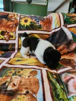 Starlight, a female Akita for sale in North Lewisburg, OH – 6 of 6