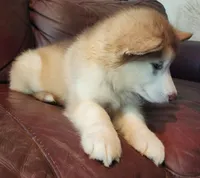 Arya, a female Alaskan Malamute for sale in North Lewisburg, OH – 3 of 7