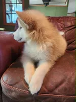 Maise, a female Alaskan Malamute for sale in North Lewisburg, OH – 4 of 8