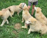 Emilia, a female Alaskan Malamute for sale in North Lewisburg, OH – 2 of 9