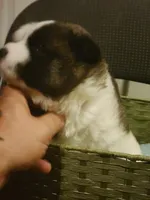 Maxx, a female Akita for sale in North Lewisburg, OH – 2 of 3
