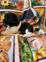 Starlight, a female Akita for sale in North Lewisburg, OH – 5 of 6