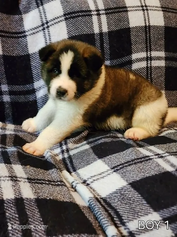 Maxx – Akita puppy for sale in North Lewisburg, OH