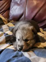 Aria, a female Alaskan Malamute for sale in North Lewisburg, OH – Photo 2 of 9