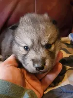 Aria, a female Alaskan Malamute for sale in North Lewisburg, OH – Photo 1 of 9