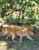 Aria, a female Alaskan Malamute for sale in North Lewisburg, OH – Photo 6 of 9