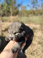Aria, a female Alaskan Malamute for sale in North Lewisburg, OH – Photo 4 of 9