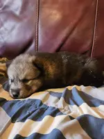 Aria, a female Alaskan Malamute for sale in North Lewisburg, OH – Photo 3 of 9