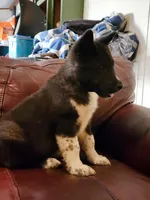 Male A5, a male Akita for sale in North Lewisburg, OH – Photo 3 of 10