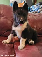 Male A5, a male Akita for sale in North Lewisburg, OH – Photo 1 of 10
