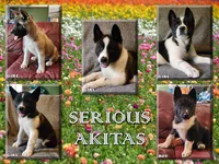 Male A5, a male Akita for sale in North Lewisburg, OH – Photo 2 of 10