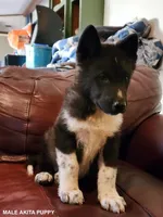 Male A5, a male Akita for sale in North Lewisburg, OH – Photo 5 of 10