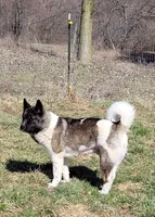 Male A5, a male Akita for sale in North Lewisburg, OH – Photo 9 of 10