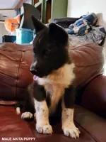Male A5, a male Akita for sale in North Lewisburg, OH – Photo 4 of 10
