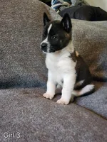 Girl A3, a female Akita for sale in North Lewisburg, OH – Photo 3 of 8