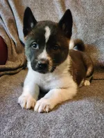 Girl A3, a female Akita for sale in North Lewisburg, OH – Photo 4 of 8