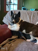 Girl A3, a female Akita for sale in North Lewisburg, OH – Photo 1 of 8