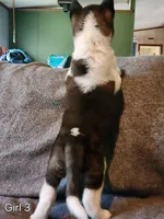 Girl A3, a female Akita for sale in North Lewisburg, OH – Photo 2 of 8