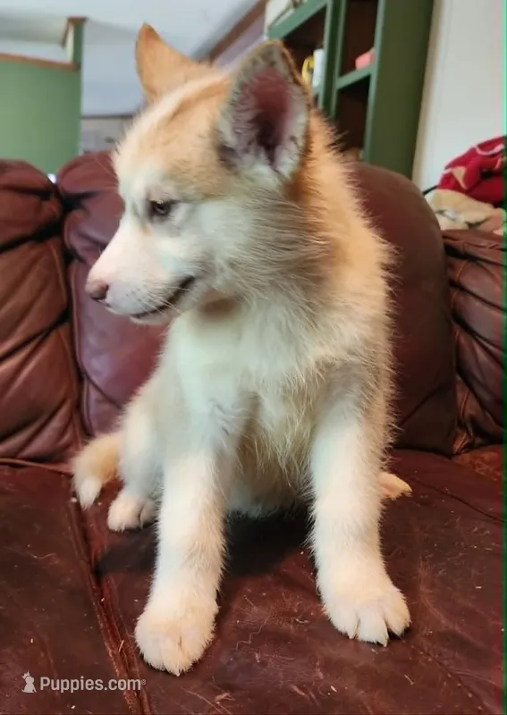 Sophie – Alaskan Malamute puppy for sale in North Lewisburg, OH