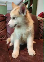 Sophie, a female Alaskan Malamute for sale in North Lewisburg, OH – 1 of 6