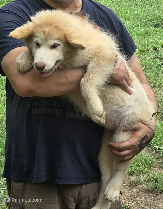 Arya – Alaskan Malamute puppy for sale in North Lewisburg, OH