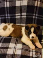 Maxx, a female Akita for sale in North Lewisburg, OH – 4 of 7