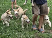 Sophie, a female Alaskan Malamute for sale in North Lewisburg, OH – 4 of 9