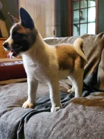 Male A3, a male Akita for sale in North Lewisburg, OH – Photo 2 of 10