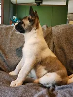 Male A3, a male Akita for sale in North Lewisburg, OH – Photo 1 of 10