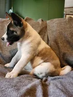 Male A3, a male Akita for sale in North Lewisburg, OH – Photo 3 of 10