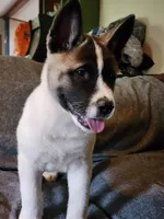 Male A3, a male Akita for sale in North Lewisburg, OH – Photo 4 of 10