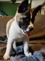 Male A3, a male Akita for sale in North Lewisburg, OH – Photo 5 of 10