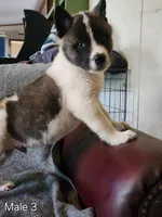 Male A3, a male Akita for sale in North Lewisburg, OH – Photo 6 of 10