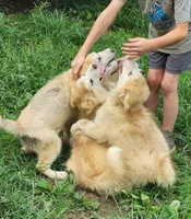 Emilia, a female Alaskan Malamute for sale in North Lewisburg, OH – 4 of 9