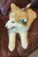 Maise, a female Alaskan Malamute for sale in North Lewisburg, OH – 6 of 8