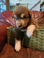 Magneto, a male Alaskan Malamute for sale in North Lewisburg, OH – 3 of 8