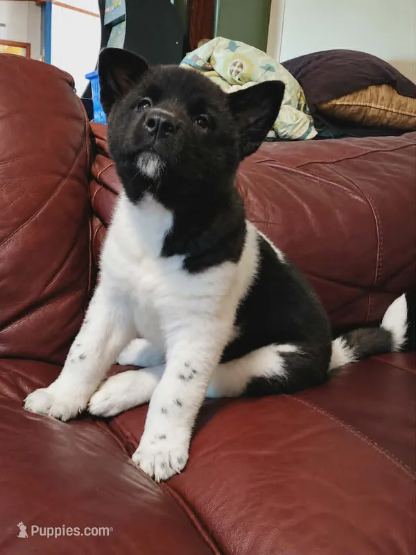Starlight – Akita puppy for sale in North Lewisburg, OH
