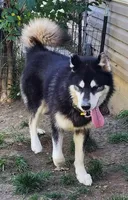 Katja, a female Alaskan Malamute for sale in North Lewisburg, OH – Photo 4 of 7