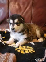 Katja, a female Alaskan Malamute for sale in North Lewisburg, OH – Photo 1 of 7