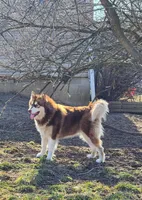 Katja, a female Alaskan Malamute for sale in North Lewisburg, OH – Photo 7 of 7