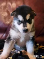 Katja, a female Alaskan Malamute for sale in North Lewisburg, OH – Photo 2 of 7