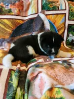 Dolly, a female Akita for sale in North Lewisburg, OH – 4 of 4
